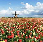Zijpe Willmill tulip by Unknown Artist
